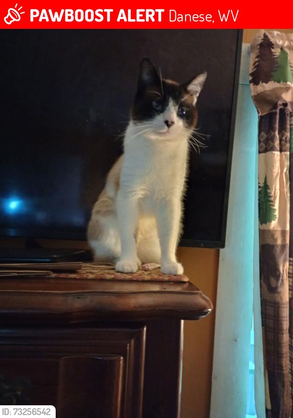 Lost Male Cat last seen Near Stanaford rd danese, Danese, WV 25831