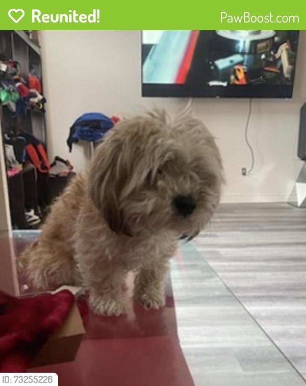 Reunited Female Dog last seen Greenwood and gerrard area, Toronto, ON M4L 3W5