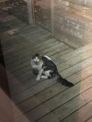 Found/Stray Unknown Cat last seen Winston Churchill and charleston sideroad, Caledon, ON L7K 0R1