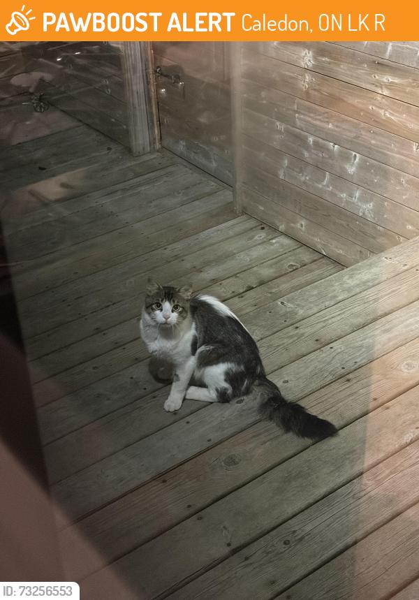 Found/Stray Unknown Cat last seen Winston Churchill and charleston sideroad, Caledon, ON L7K 0R1
