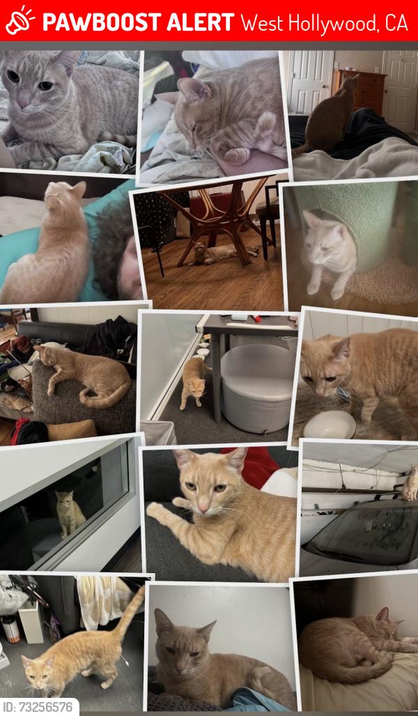 Lost Male Cat last seen Fountain and Formosa, West Hollywood, CA 90046