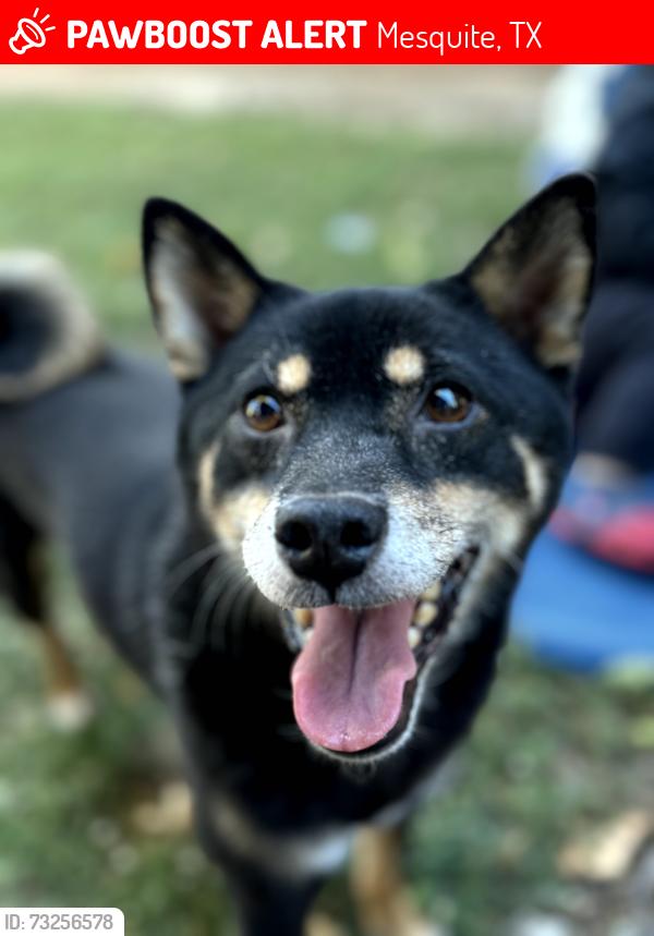 Lost Female Dog last seen Northwest Highway and Meadowglen, Mesquite, TX 75150