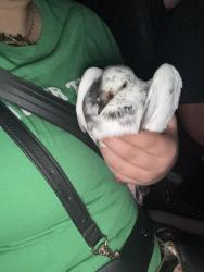 Found/Stray Unknown Bird last seen indian riverside park, OCEAN BRZ PK, FL 34957