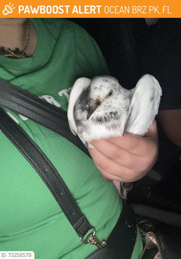 Found/Stray Unknown Bird last seen indian riverside park, OCEAN BRZ PK, FL 34957