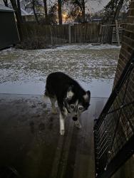 Reunited Female Dog last seen Holland Waterford Glen, Mansfield, TX 76063