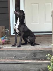 Found/Stray Female Dog last seen Waterview ct, Fayetteville, NC 28301
