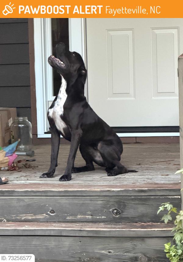 Found/Stray Female Dog last seen Waterview ct, Fayetteville, NC 28301