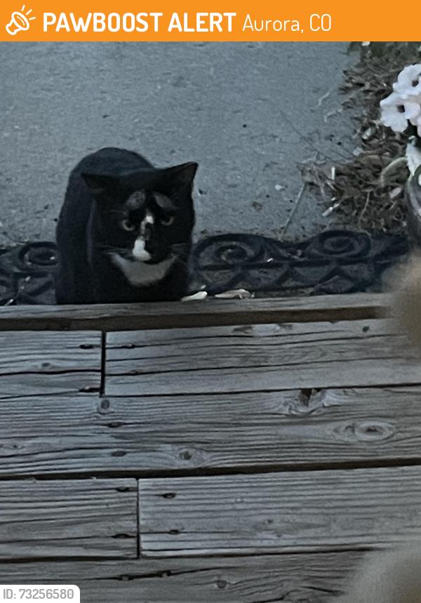 Found/Stray Unknown Cat last seen 10th and Lima, Aurora, CO 80010