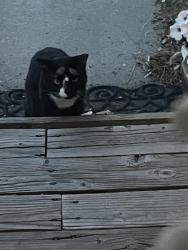 Found/Stray Unknown Cat last seen 10th and Lima, Aurora, CO 80010