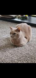Reunited Male Cat last seen 76th and Howard, Milwaukee, WI 53220