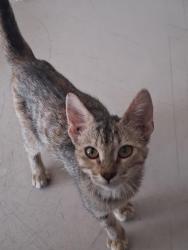Found/Stray Female Cat last seen Southern & Firestone, South Gate, CA 90280