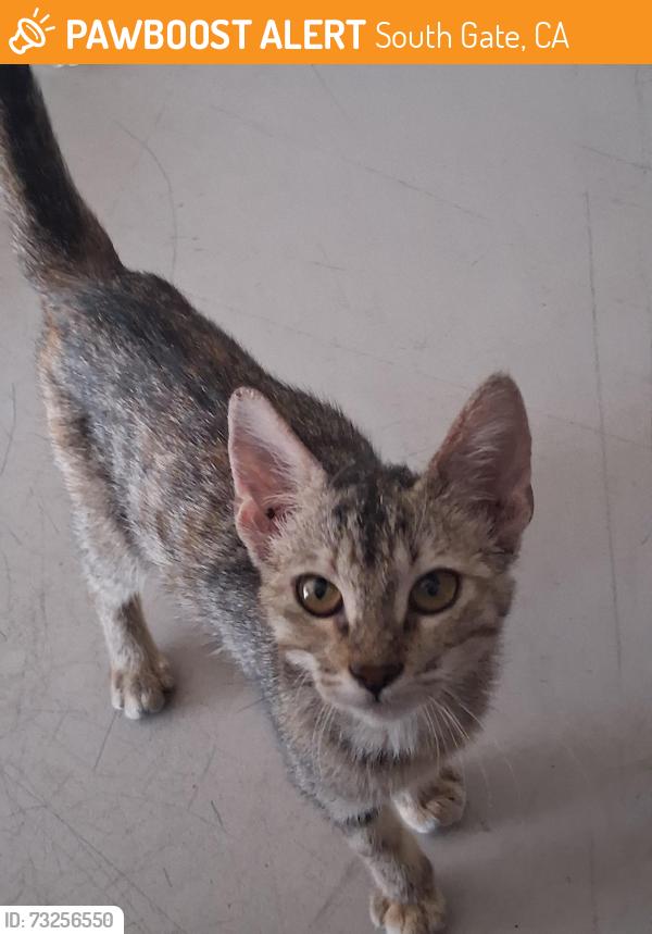 Found/Stray Female Cat last seen Southern & Firestone, South Gate, CA 90280