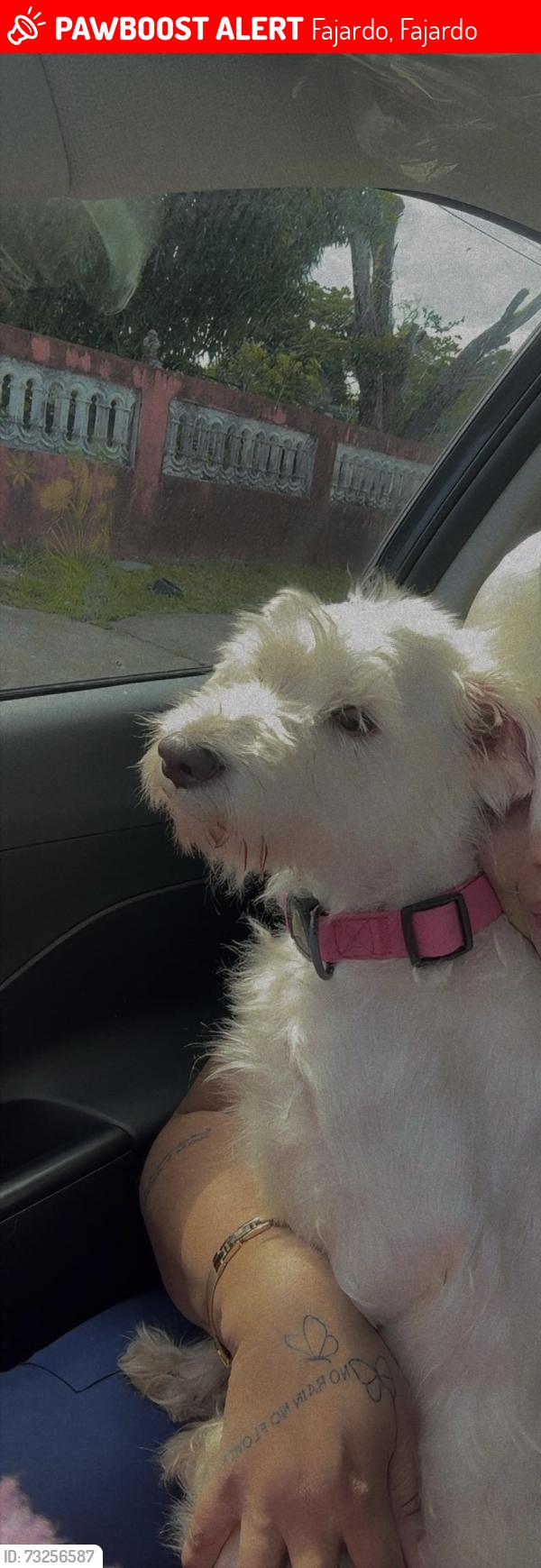 Lost Female Dog last seen Serva del hosp Caribbean, Fajardo, Fajardo 00738