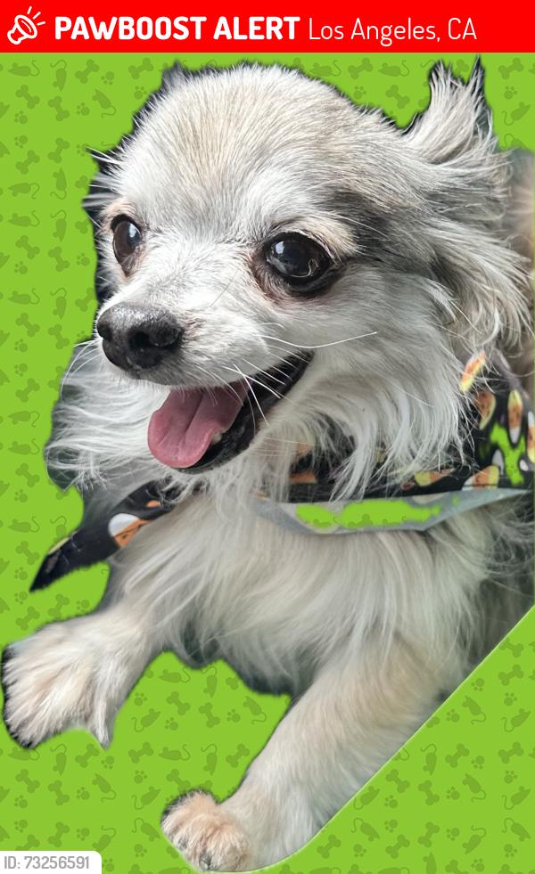 Lost Male Dog last seen Oso and saticoy, Los Angeles, CA 91306