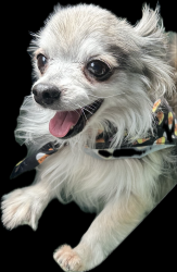 Lost Male Dog last seen Oso and saticoy, Los Angeles, CA 91306