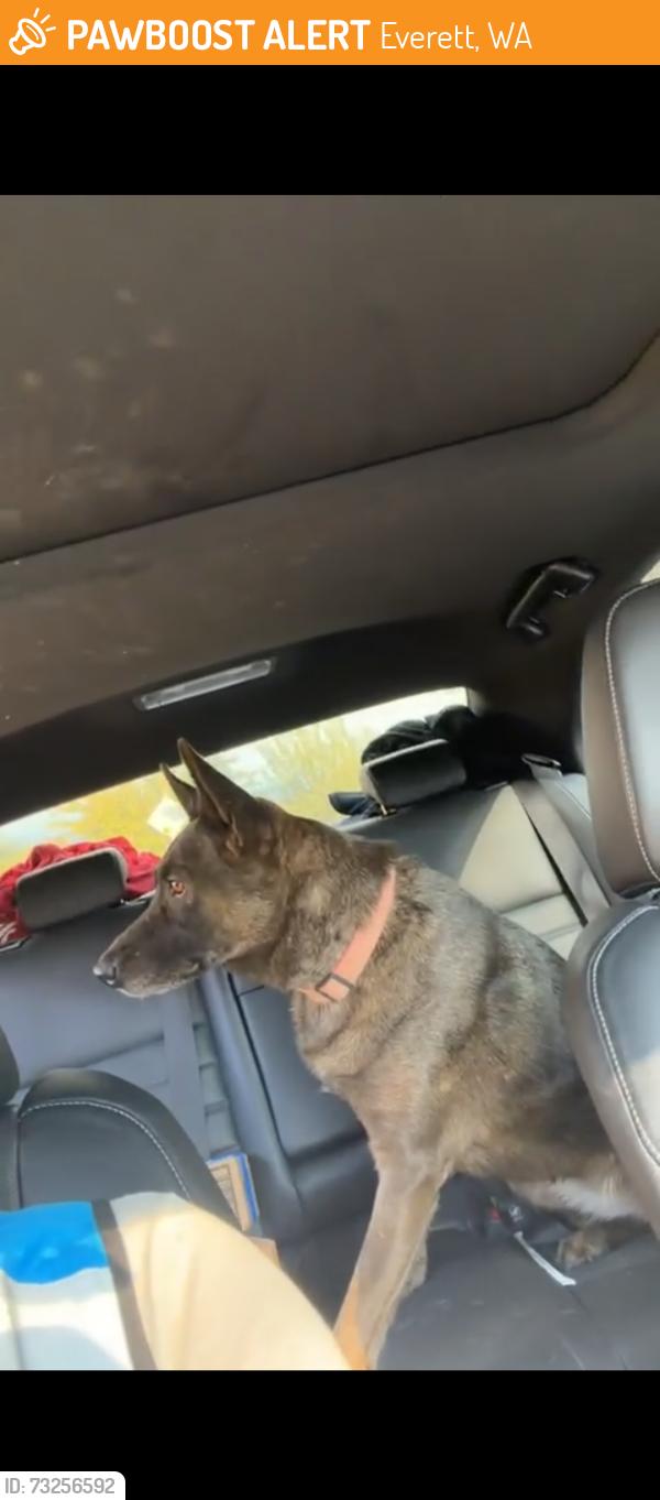 Found/Stray Female Dog last seen Not sure as a friend found them and didn’t make note of location, Everett, WA 98201