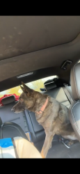 Found/Stray Female Dog last seen Not sure as a friend found them and didn’t make note of location, Everett, WA 98201