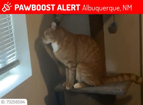 Lost Male Cat last seen Tower rd sww, Albuquerque, NM 87121