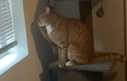 Lost Male Cat last seen Tower rd sww, Albuquerque, NM 87121