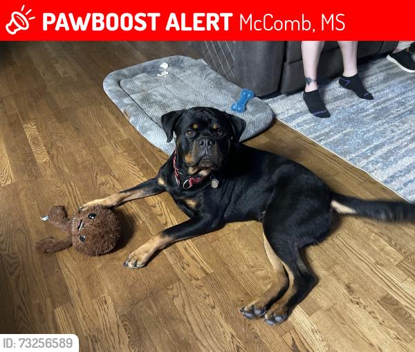 Lost Male Dog last seen Park drive ext, property by the bridge where another road branches off., McComb, MS 39648