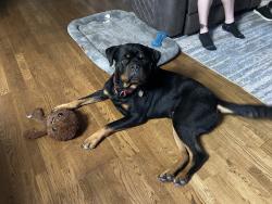 Lost Male Dog last seen Park drive ext, property by the bridge where another road branches off., McComb, MS 39648