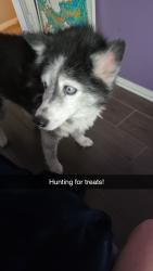 Reunited Female Dog last seen Near Glen Cove Ct., Mansfield, TX 76063