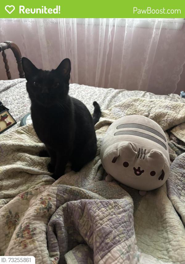 Reunited Male Cat last seen Indian Lake Peninsula, Hendersonville, TN 37075