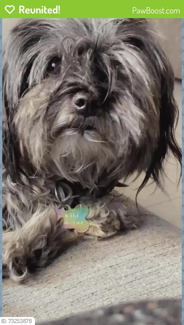 Reunited Female Dog last seen Rick Husband dr, El Paso, TX 79904