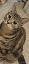 Lost Female Cat last seen 6B fair street one mile, One Mile, QLD 4305