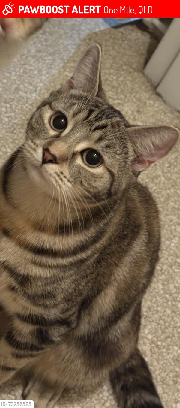 Lost Female Cat last seen 6B fair street one mile, One Mile, QLD 4305