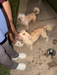 Reunited Male Dog last seen Town square and west belfort, Sugar Land, TX 77498