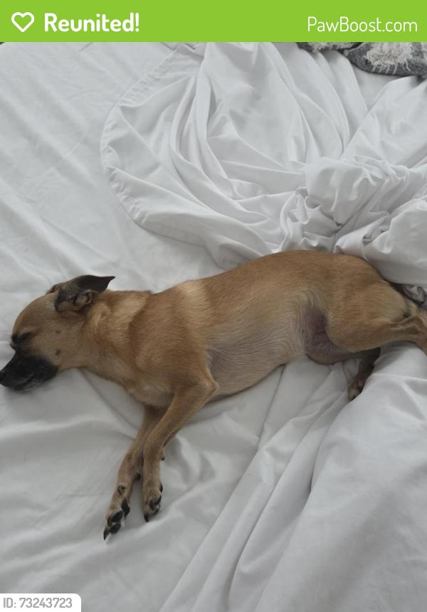 Reunited Female Dog last seen Charlston and Parkway, Land O' Lakes, FL 34639