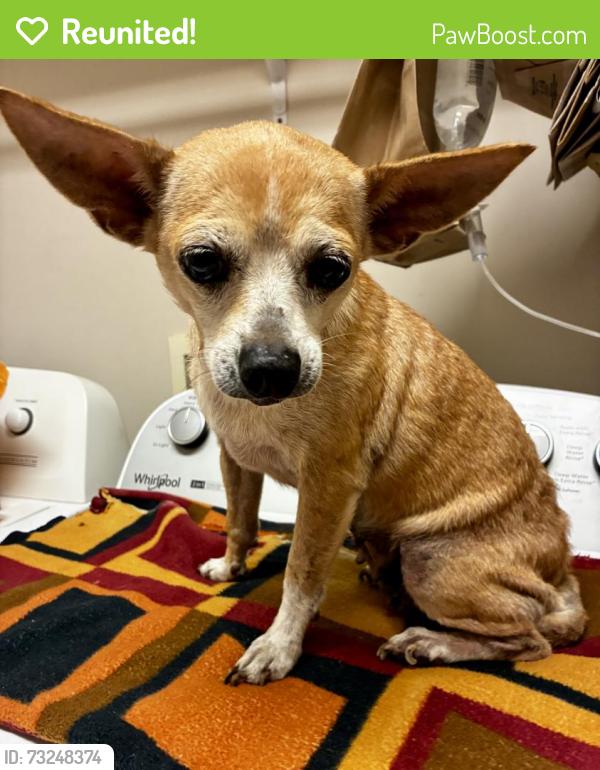 Reunited Female Dog last seen West Rome DQ, Rome, GA 30165
