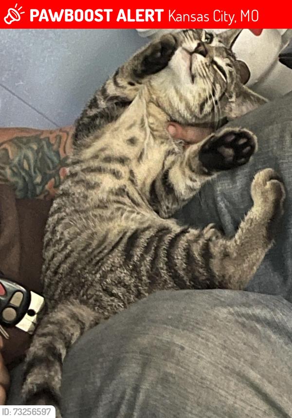 Lost Male Cat last seen 106th terr and Bridalspur, Kansas City, MO 64114
