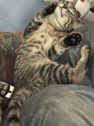 Lost Male Cat last seen 106th terr and Bridalspur, Kansas City, MO 64114