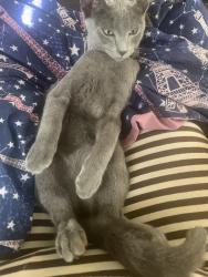 Lost Female Cat last seen jaguar and turner, Ontario, CA 91764