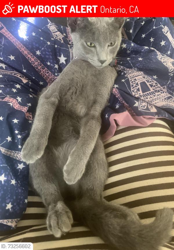 Lost Female Cat last seen jaguar and turner, Ontario, CA 91764