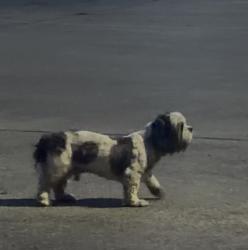 Found/Stray Male Dog last seen Keithwiess Park, Houston, TX 77039