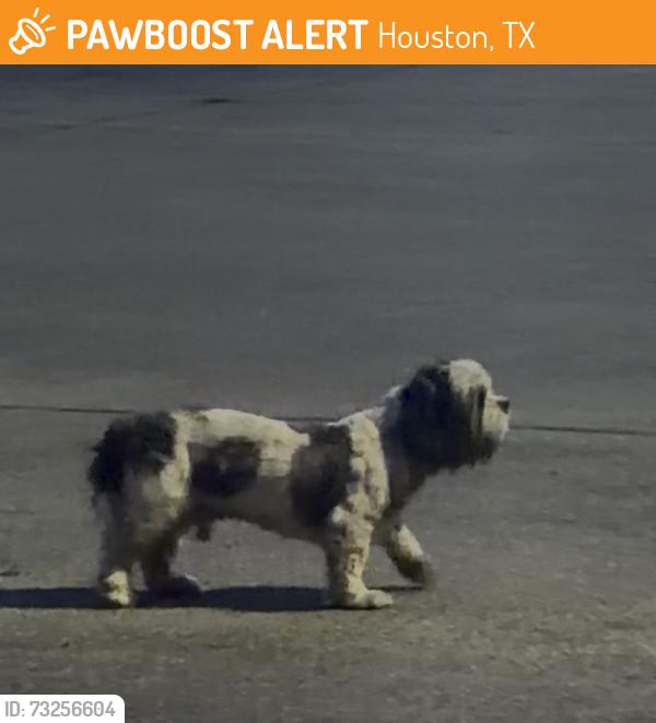 Found/Stray Male Dog last seen Keithwiess Park, Houston, TX 77039