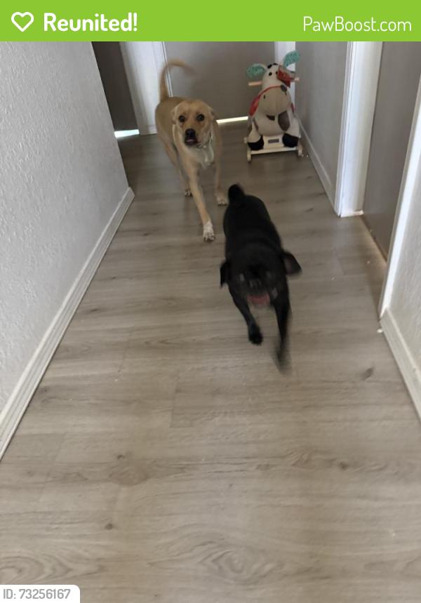 Reunited Unknown Dog last seen Red Sails Dr, El Paso, TX 79936, USA, El Paso, TX 79936