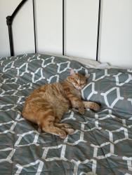 Lost Male Cat last seen Wagner lane, Kalispell, MT 59901
