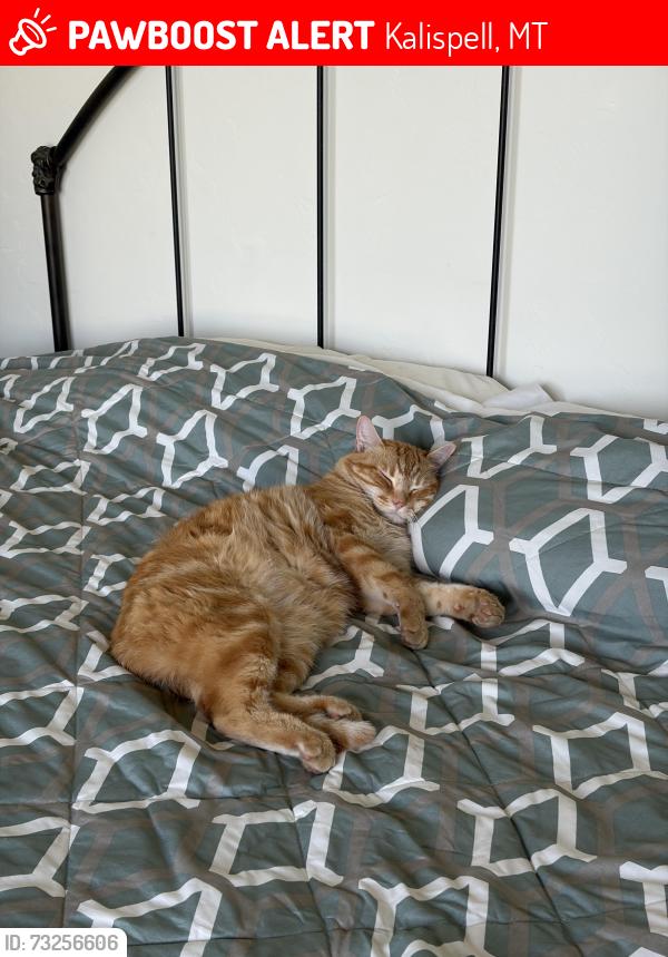 Lost Male Cat last seen Wagner lane, Kalispell, MT 59901