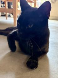 Reunited Unknown Cat last seen Tum Suden Way and California Way Emerald Hills CA, Woodside, CA 94062