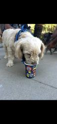 Lost Female Dog last seen Cheryl and Pontiac, Fresno, CA 93705