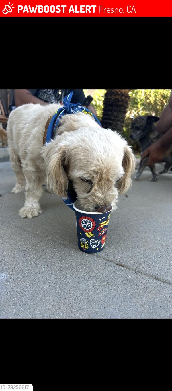 Lost Female Dog last seen Cheryl and Pontiac, Fresno, CA 93705