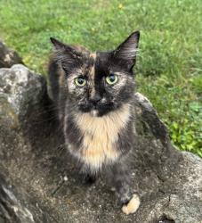 Found/Stray Unknown Cat last seen Corner of Roys Ave and Olive, Columbus, OH 43204
