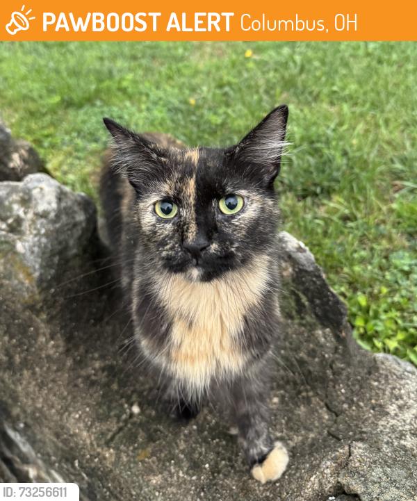 Found/Stray Unknown Cat last seen Corner of Roys Ave and Olive, Columbus, OH 43204