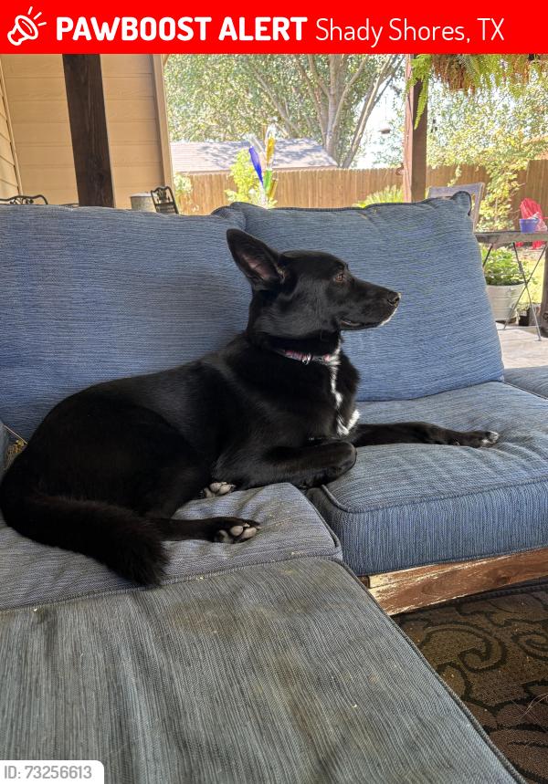 Lost Female Dog last seen Garza and Brown Terrace, Shady Shores, TX 76208