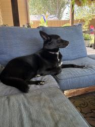 Lost Female Dog last seen Garza and Brown Terrace, Shady Shores, TX 76208