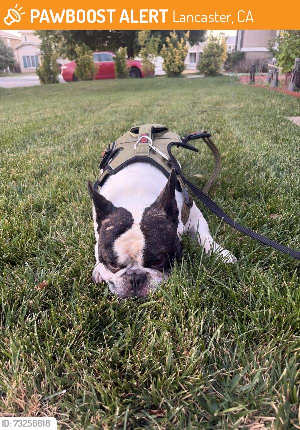 Found/Stray Male Dog last seen Cajun st and El nido, Lancaster, CA 93535